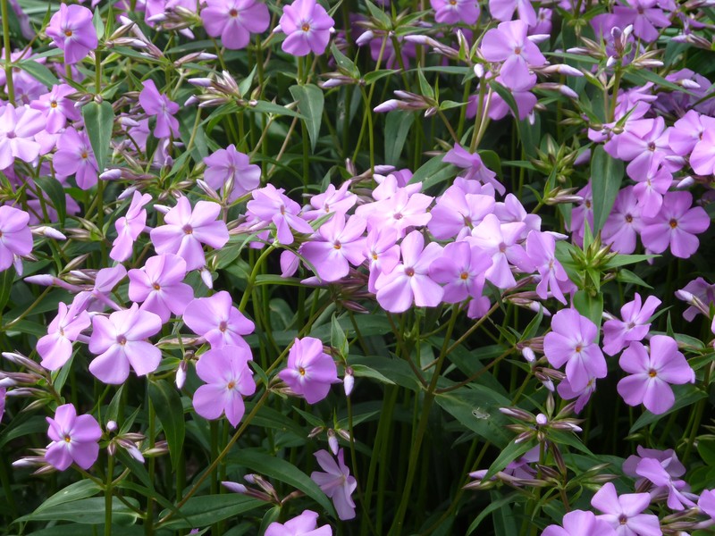 Thickleaf Phlox photo 4
