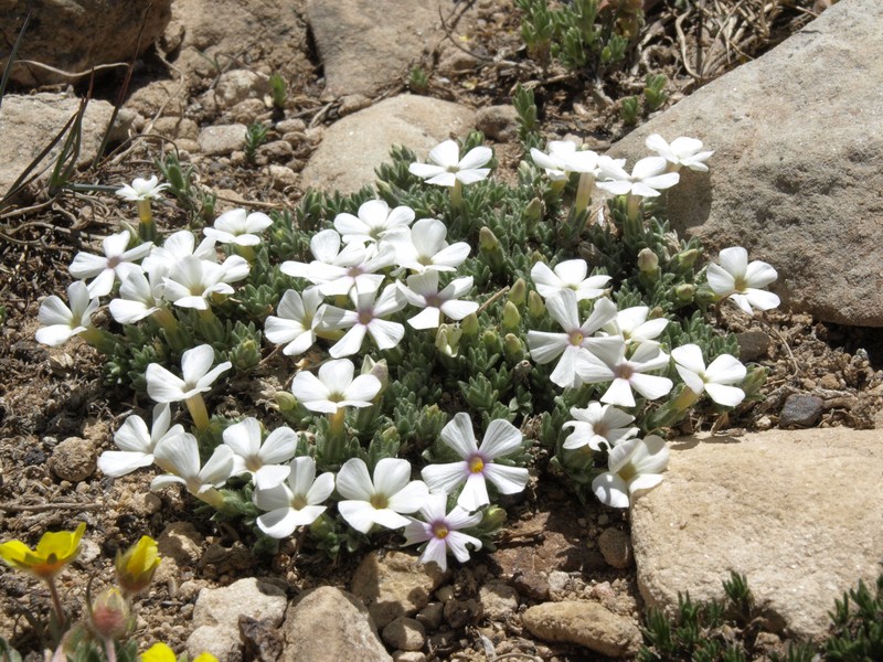 Dwarf Phlox photo 4