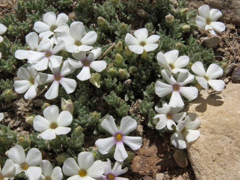 Dwarf Phlox photo 5