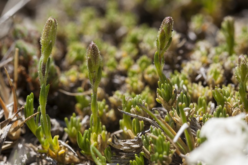 Dwarf Phlox photo 2