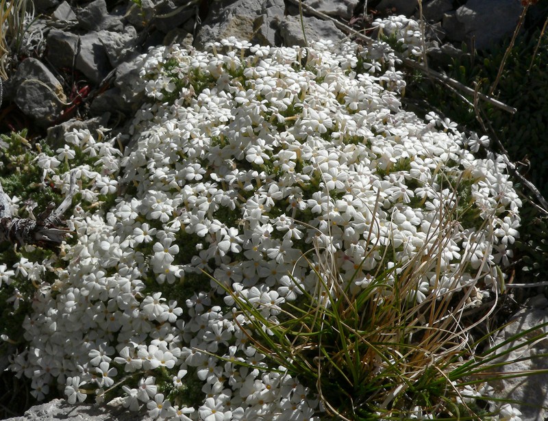 Dwarf Phlox