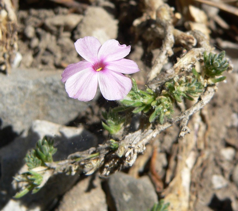 Dwarf Phlox photo 3