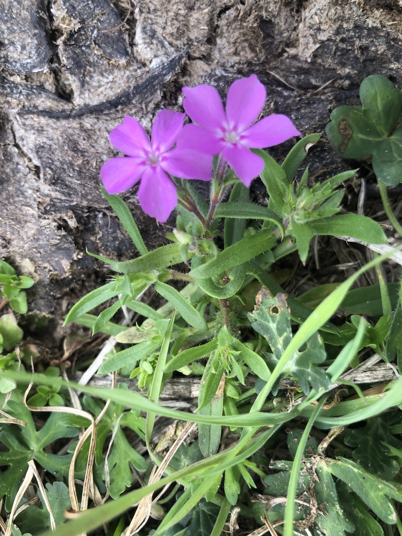 Pointed Phlox photo 5