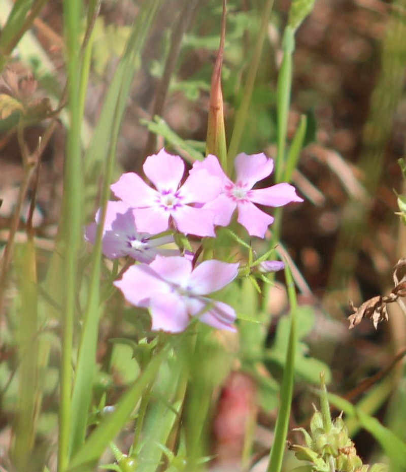 Pointed Phlox photo 2