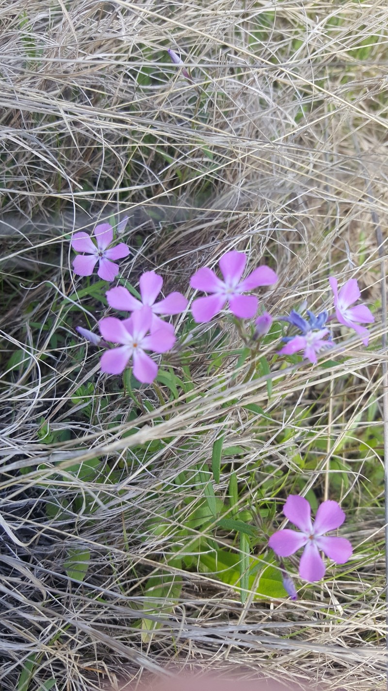 Pointed Phlox photo 3