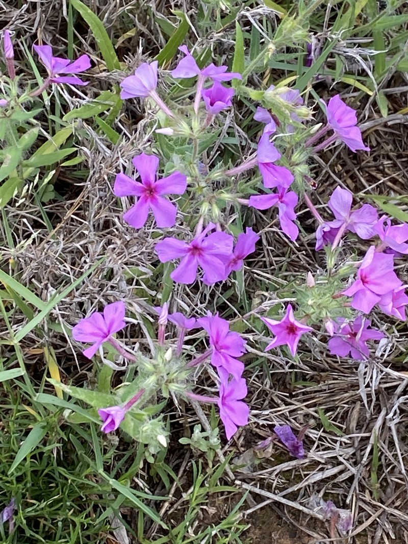 Pointed Phlox photo 4