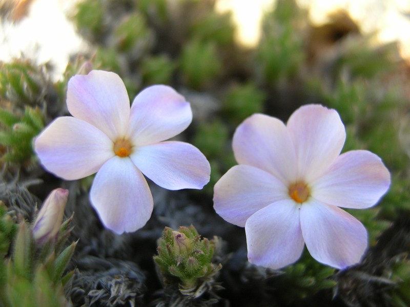 Spreading Phlox photo 4