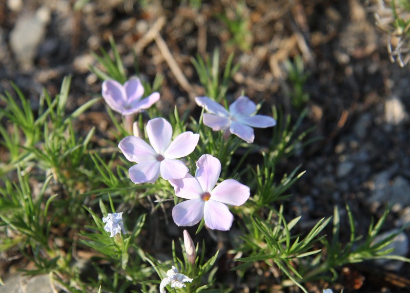 Spreading Phlox photo 2