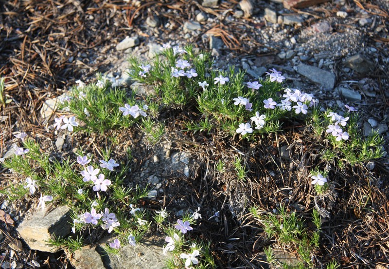 Spreading Phlox photo 3