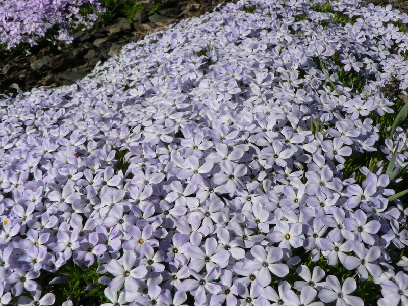 Spreading Phlox