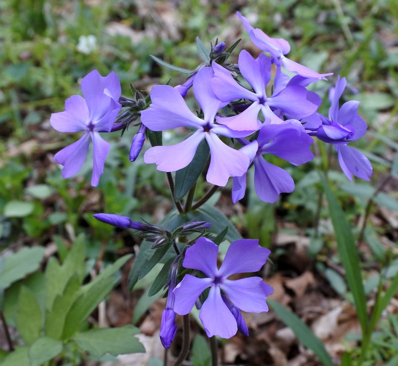 Wild Blue Phlox