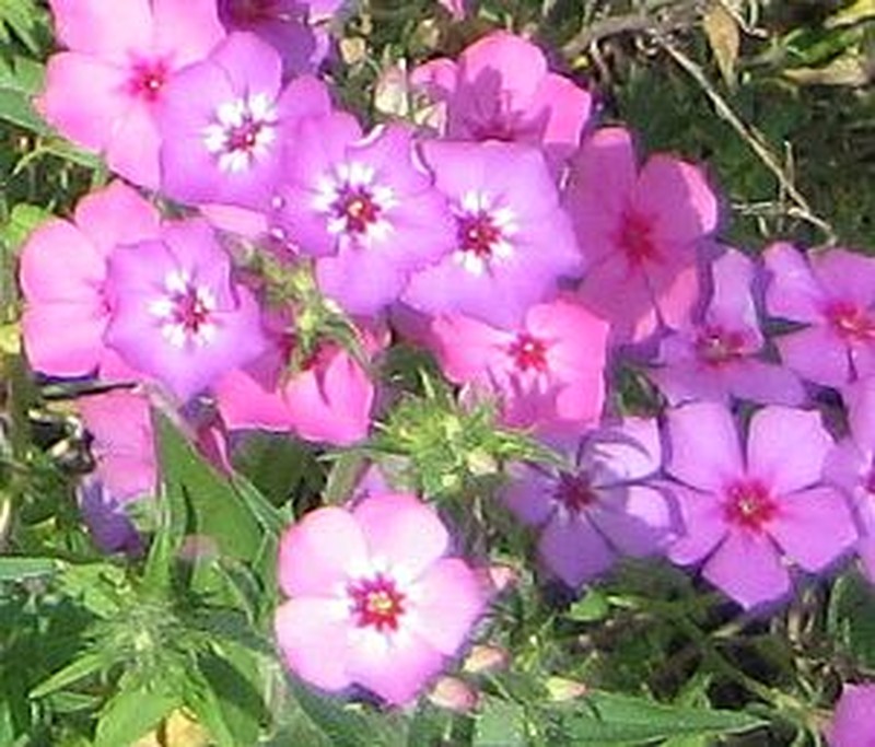 Annual Phlox photo 3