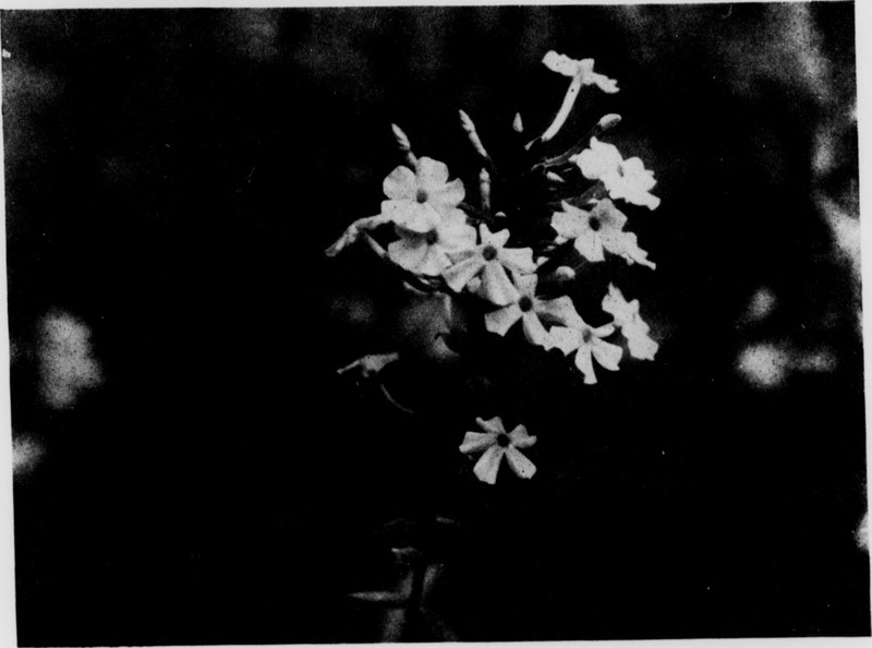 Smooth Phlox photo 4