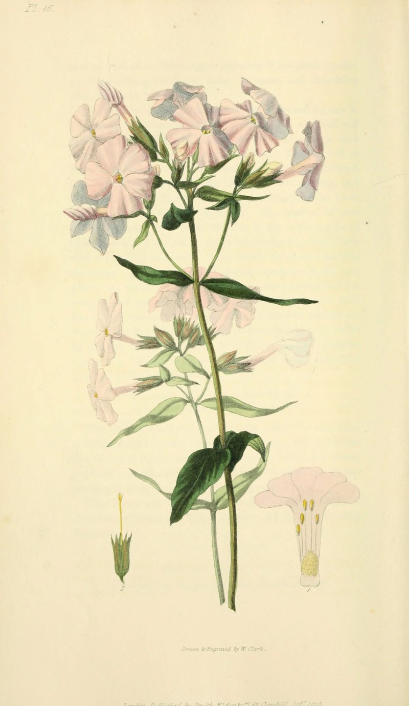 Smooth Phlox photo 5