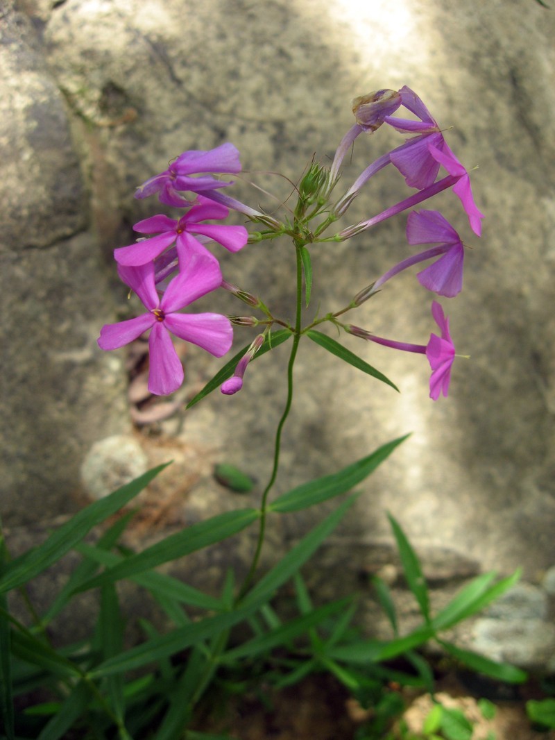 Smooth Phlox photo 2