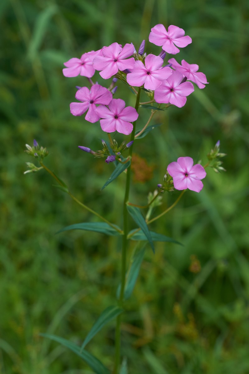 Smooth Phlox