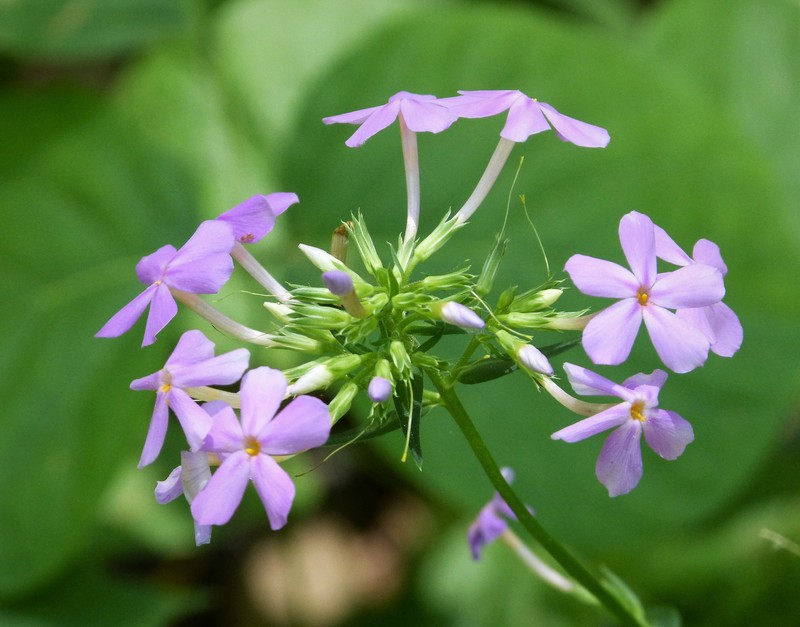 Smooth Phlox photo 3