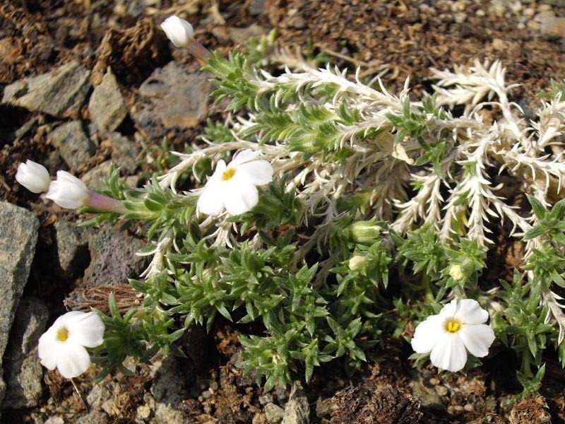 Grayleaf Phlox