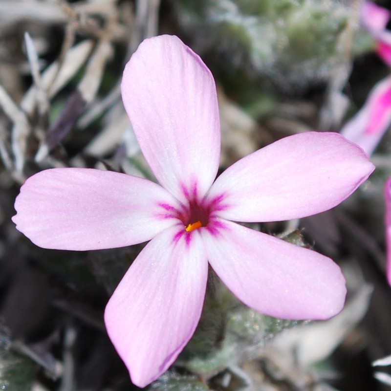 Yreka Phlox photo 5