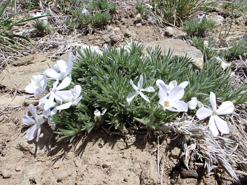 Spiny Phlox photo 3