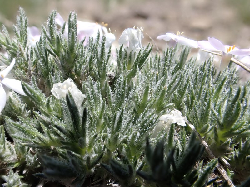 Spiny Phlox photo 4
