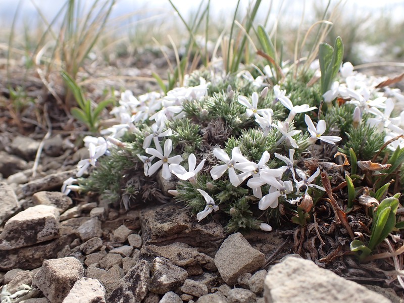 Spiny Phlox photo 2