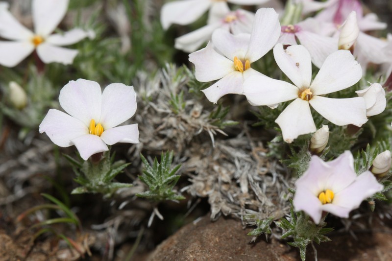 Spiny Phlox