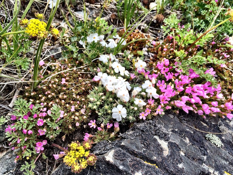 Kelsey's Phlox photo 4