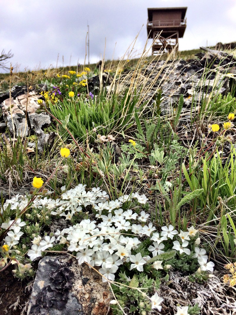 Kelsey's Phlox photo 5