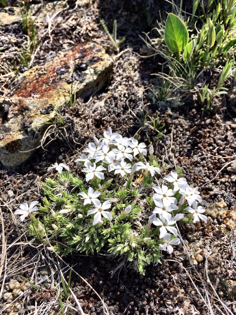 Kelsey's Phlox photo 6
