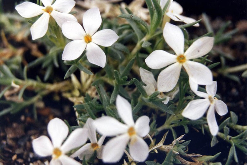 Kelsey's Phlox photo 2