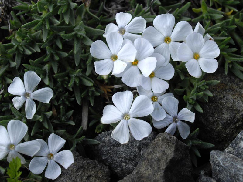Kelsey's Phlox