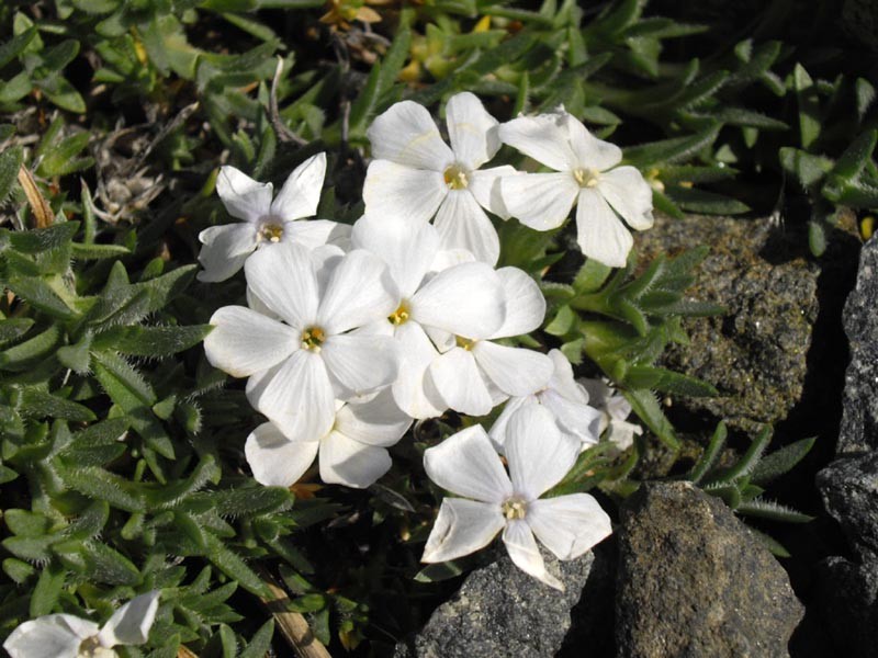 Kelsey's Phlox photo 3