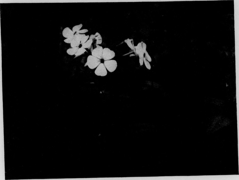 Wideflower Phlox photo 2