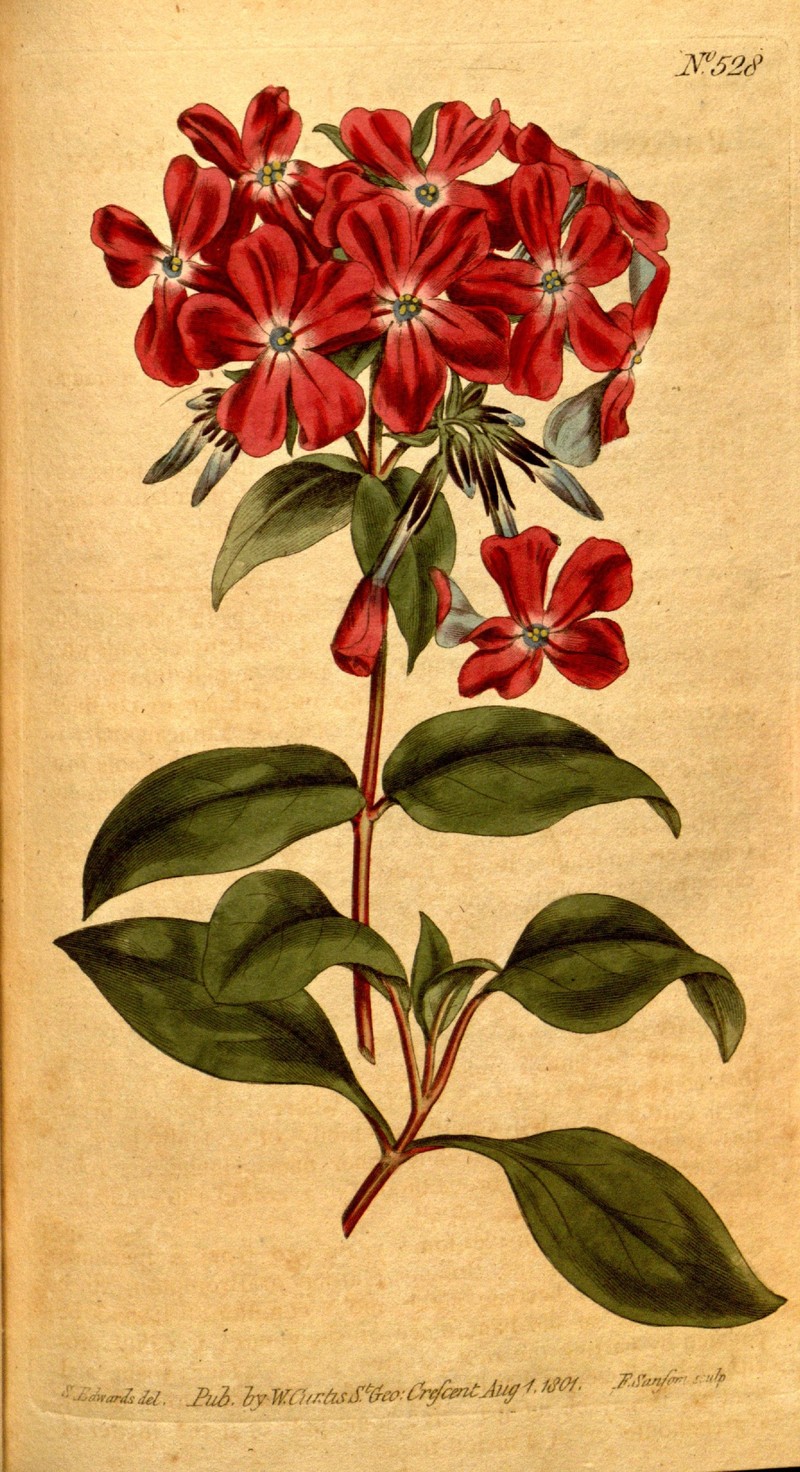 Wideflower Phlox photo 3