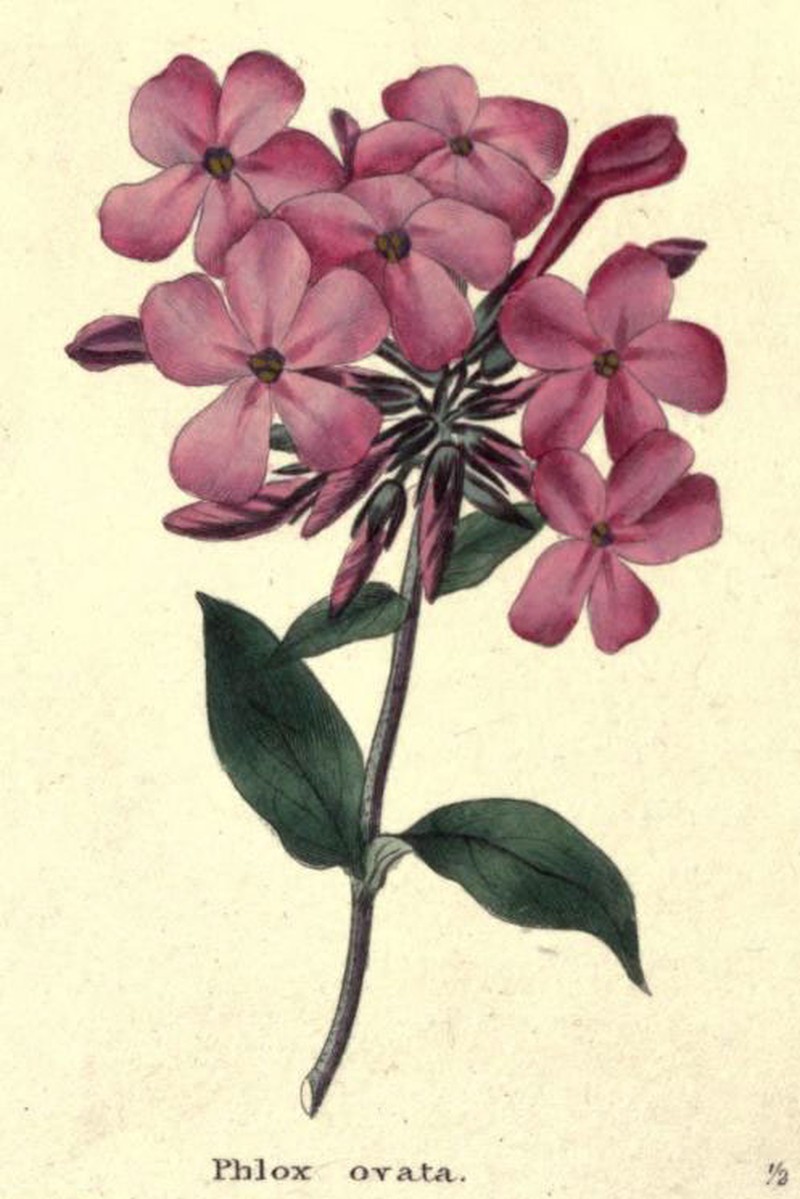 Wideflower Phlox photo 4