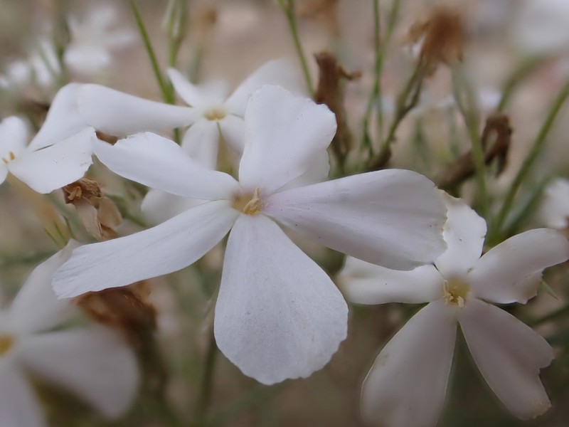 Longleaf Phlox photo 3