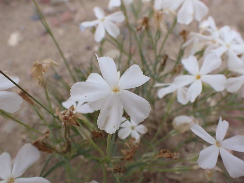 Longleaf Phlox photo 4