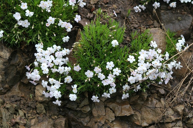 Flowery Phlox