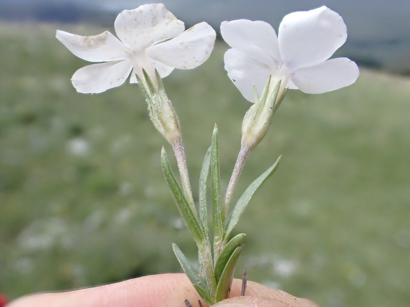 Flowery Phlox photo 2