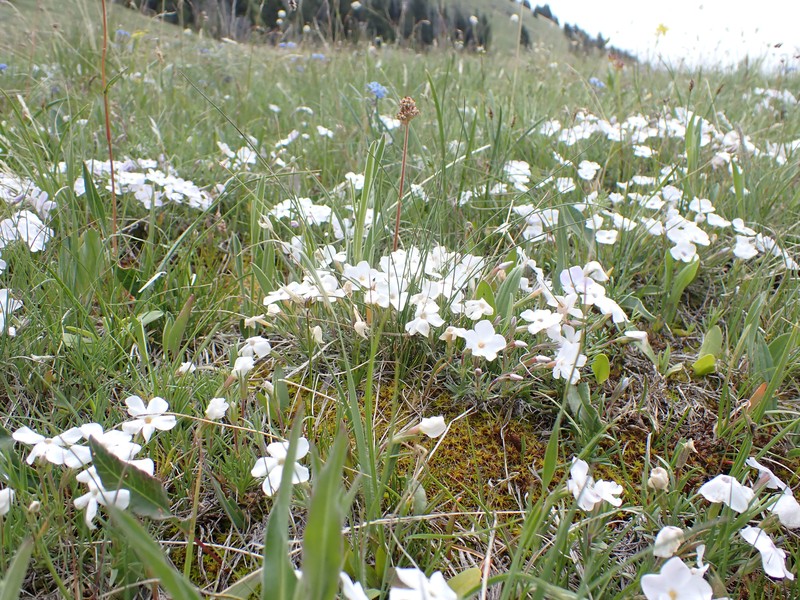Flowery Phlox photo 3