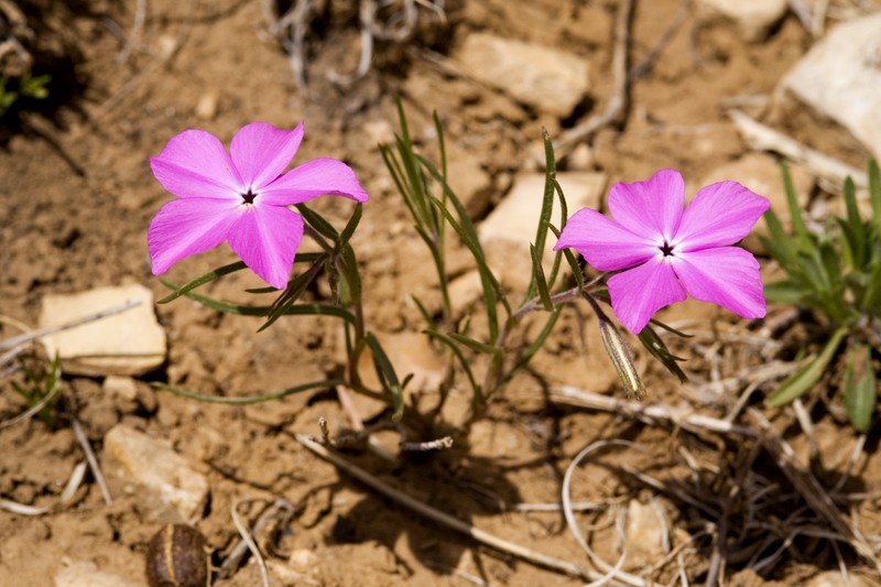 Santa Fe Phlox photo 4