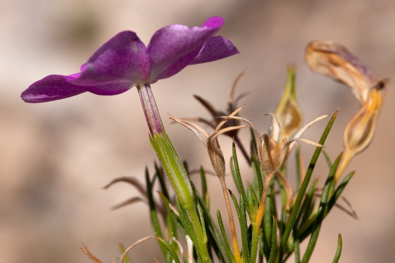 Santa Fe Phlox photo 6