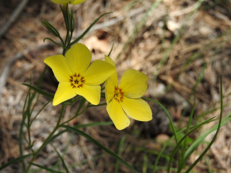 Santa Fe Phlox photo 2