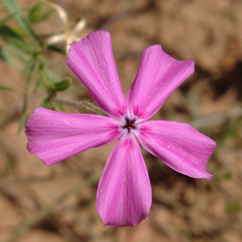 Santa Fe Phlox photo 3