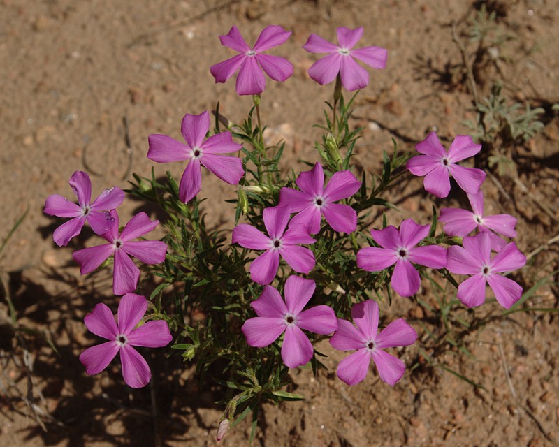 Santa Fe Phlox