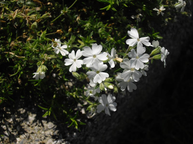Trailing Phlox photo 2