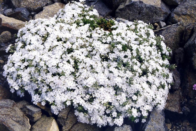 Trailing Phlox photo 3