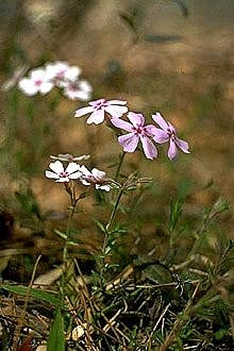 Trailing Phlox photo 4