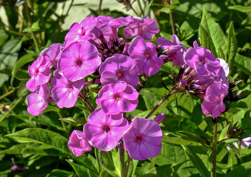 Fall Phlox photo 2